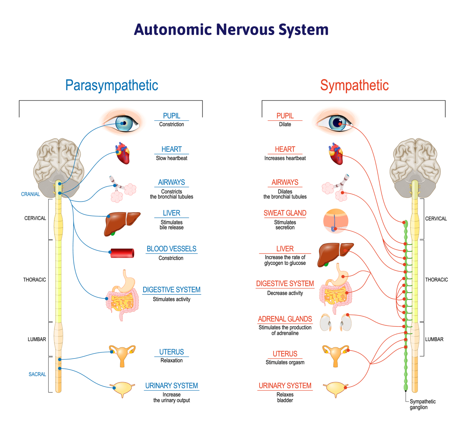 yes-covid-affects-the-nervous-system-what-to-do-about-it